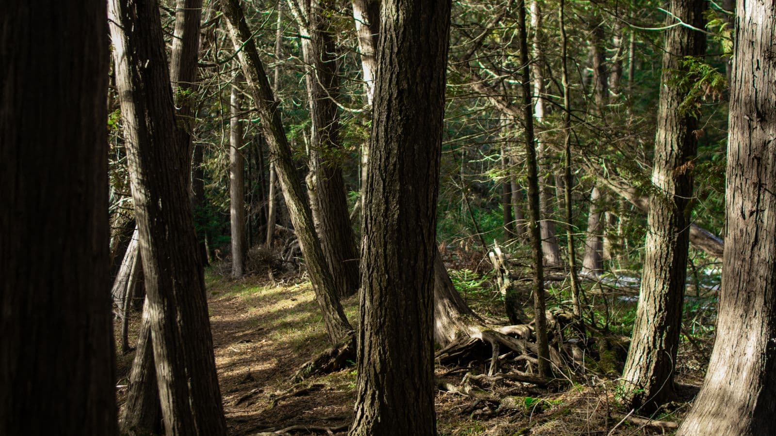 A sunlit trail winds through a cedar forest, dappled light falling across the path