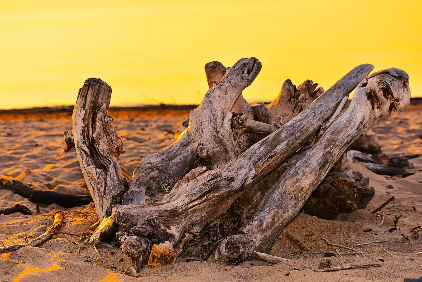 Sandy Lake Huron beach at sunset, with driftwood along the shoreline